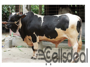 Black & White Shahiwal Cross Cow