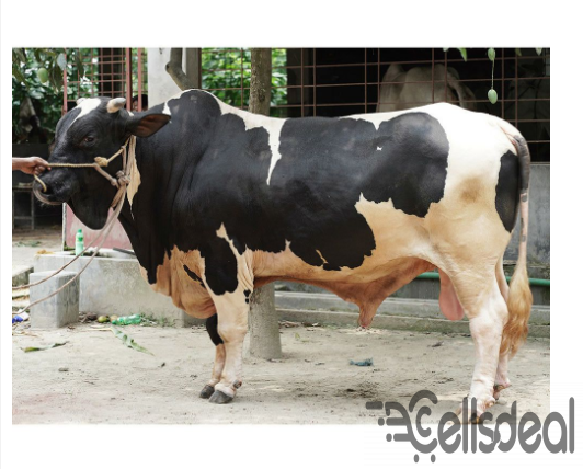 Black & White Shahiwal Cross Cow